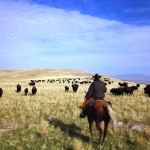 Brent tailing buffalo