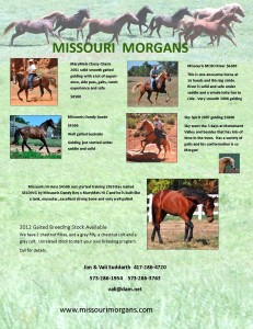 Missouri Morgans for website March 2013