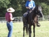 Working with noted gaited horse clinician Liz Graves.
