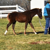 yearling colt