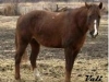 calypso