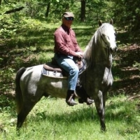 Gray Gaited Morgan Stallion