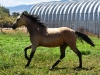 jared-buckskin
